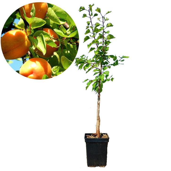 abrikoos Prunus armeniaca Luizet + Pot 23cm, Tuin en Terras, Planten | Fruitbomen, Volle zon, Verzenden