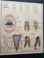 Rossignol - Affiche scolaire double face : Les dents et la, Antiek en Kunst
