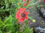 Helenium Moerheim Beauty    zonnekruid, Tuin en Terras, Planten | Tuinplanten, Zomer, Vaste plant, Ophalen of Verzenden, Volle zon