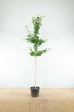 Ginkgo biloba hoogstam 14/16, Tuin en Terras