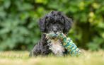 prachtige middelgrote kruising Tibetaanse terriër pups, Dieren en Toebehoren, Honden | Niet-rashonden, Parvo, Nederland, 8 tot 15 weken