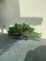 Jeneverbes bonsai (Juniperus) - Hoogte (boom): 19 cm -, Antiek en Kunst
