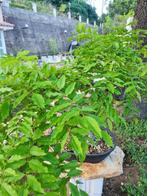 Wisteria Bonsai - Verzamelobject - Hoogte (boom): 80 cm -