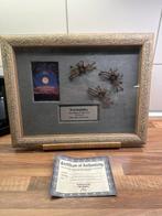 Arachnophobia - Original Movie Prop - Framed display with, Nieuw