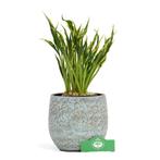 Hosta Hands Up + Pot 13cm, Tuin en Terras, Verzenden