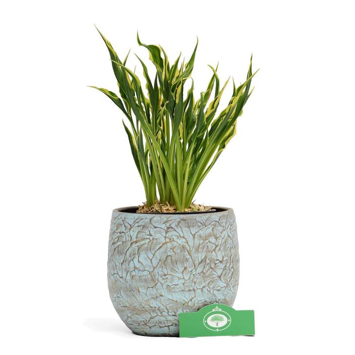 Hosta Hands Up + Pot 13cm, Tuin en Terras, Planten | Tuinplanten, Verzenden