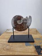 Ammoniet - Gefossiliseerde schelp - Cleoniceras - 14 cm - 11