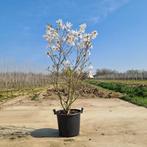 Magnolia | struiken en bomen | Roze, wit, paars, Tuin en Terras