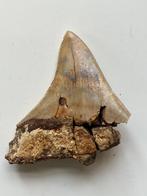 Megalodon tand 7,7 cm - Fossiele tand - Carcharocles, Nieuw