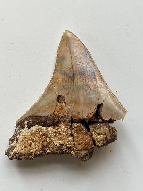 Megalodon tand 7,7 cm - Fossiele tand - Carcharocles, Verzamelen, Dierenverzamelingen