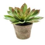 Kunstplant Echeveria mira in oude terracotta pot 11 cm - O.., Huis en Inrichting, Kamerplanten, Ophalen of Verzenden