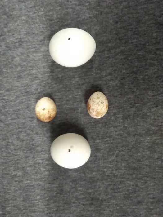 Raptor en uil eieren Ei - Nyctea scandiaca - Bubo, Verzamelen, Dierenverzamelingen