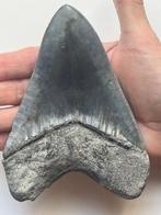 Grote Megalodon-tand 13,7 cm - Fossiele tand - Carcharocles
