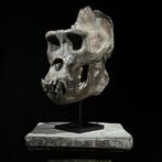 GEEN RESERVEPRIJS - Een replica van de Gorilla-schedel op, Verzamelen, Dierenverzamelingen, Nieuw