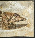 Gefossiliseerd dier - Grande Eurypholis boissieri _ Qualità, Verzamelen, Mineralen en Fossielen