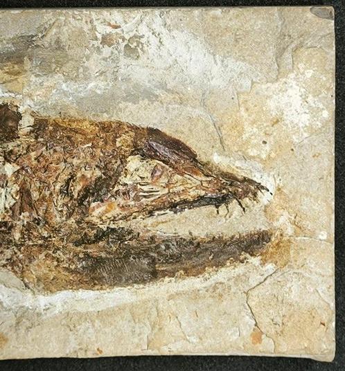 Gefossiliseerd dier - Grande Eurypholis boissieri _ Qualità, Verzamelen, Mineralen en Fossielen