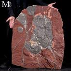 Ongelooflijk fossielmonster - Silurisch crinoïde