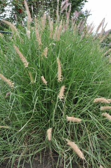 Lampenpoetsersgras Pennisetum orientale 5-10 Pot P9 beschikbaar voor biedingen