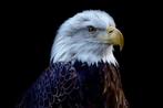 Viktoria Farkas - The Sovereign - Majestic Bald Eagle