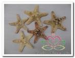 Actie Zeester phil 5-7 cm (5 st) Starfish, Hobby en Vrije tijd, Knutselen, Ophalen of Verzenden, Nieuw