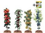 4 Winterharde fruitbomen: Kers, Pruim, Appel en Peer + Pokon, Verzenden