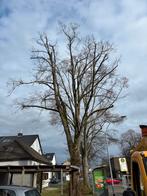 Bomen snoeien kappen controleren Helmond eo, Garantie, Tuinonderhoud of Snoeiwerk