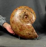Grote, natuurlijk gekleurde ammoniet - Gefossiliseerd dier -, Verzamelen, Mineralen en Fossielen