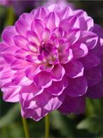 Dahlia Blue wish, Tuin en Terras, Bloembollen en Zaden, Ophalen of Verzenden