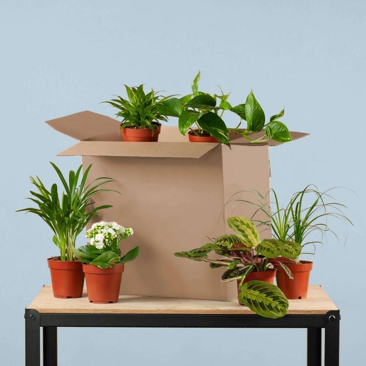 Green Misfitbox (6 pieces), Tuin en Terras, Bloembollen en Zaden, Verzenden