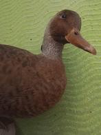 Eend Taxidermie volledige montage - Anas capensis - 0 cm - 0, Nieuw