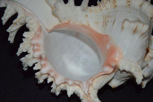 Zeeslak Zeeschelp - CHICOREUS RAMOSUS (Zonder Minimumprijs), Verzamelen, Dierenverzamelingen