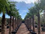 Trachycarpus fortunei palmboom / palmbomen te koop!!!!!!!!!!, Tuin en Terras, Planten | Bomen, In pot, Halfschaduw, Ophalen of Verzenden