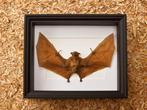 Painted Vesper Bat - framed Taxidermie volledige montage -