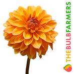 The Bulb Farmers - 12 x Dahlia Summer Flame - oranje, Tuin en Terras, Voorjaar, Bloembol, Verzenden, Volle zon