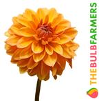 The Bulb Farmers - 12 x Dahlia Summer Flame - oranje, Verzenden, Voorjaar, Volle zon, Bloembol