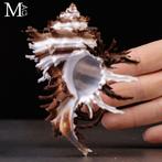 Prachtige verzamelbare schelp Hexaplex cichoreum f. endivia, Verzamelen, Nieuw