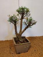 syzygium - Hoogte (boom): 33 cm - Diepte (boom): 21 cm -
