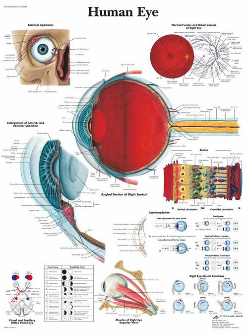 Anatomie poster oog (gelamineerd, 50x67 cm), Sport en Fitness, Overige Sport en Fitness, Nieuw, Verzenden