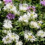 Monarda Schneewittchen - Wortelgoed - 5 stuks, Verzenden