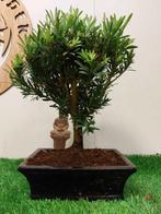 Boeddha-den bonsai (Podocarpus macrophyllus) - Hoogte