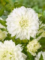 Dahlia White Perfection, Tuin en Terras, Bloembollen en Zaden, Ophalen of Verzenden