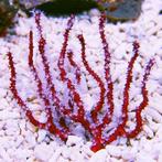Diodogorgia nodulifera (Red finger gorgonian) L (Ong. 7-8 cm, Ophalen of Verzenden, Nieuw