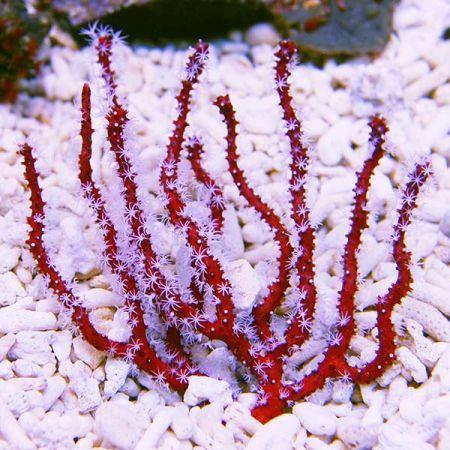 Diodogorgia nodulifera (Red finger gorgonian) L (Ong. 7-8 cm, Dieren en Toebehoren, Vissen | Aquaria en Toebehoren, Ophalen of Verzenden