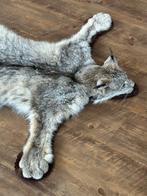 Lynx Taxidermie volledige montage - Lynx canadensis - 8 cm -, Nieuw