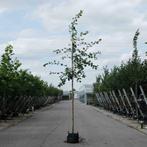 Krentenboom op stam | hoogte 300 cm | pot geteeld