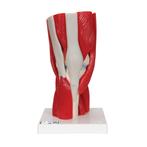 Anatomie model knie met spieren, Nieuw