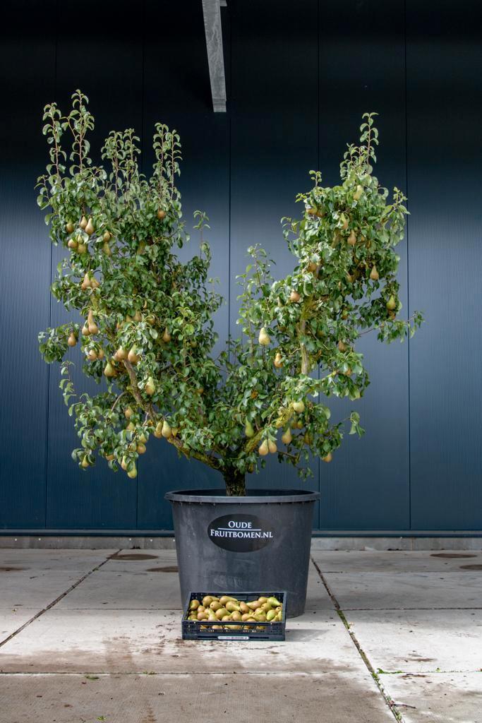 Oude Fruitbomen, Tuin en Terras, Planten | Fruitbomen, In pot, Ophalen