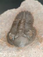 Trilobiet - Gefossiliseerd dier - Hollardops Mesocristata -