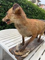 Rode vos Taxidermie volledige montage - Vulpes vulpes - 70, Antiek en Kunst, Curiosa en Brocante