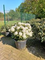 Rhododendron Hybr. Cunninghams White 70cm, Tuin en Terras, Planten | Bomen, Ophalen